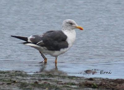 THE BIG YEAR SPAIN 2013 (SEPTIEMBRE)