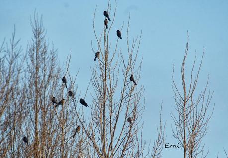 PÁJAROS Y POETAS