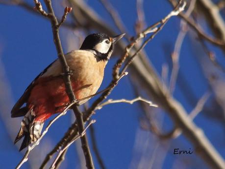 PÁJAROS Y POETAS