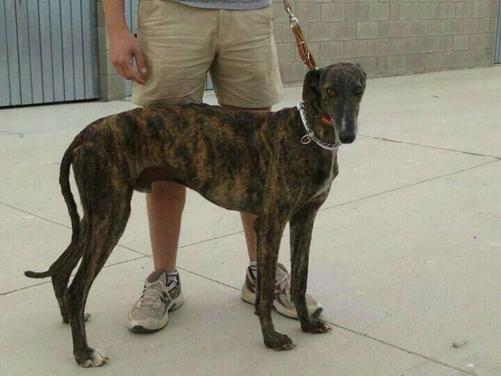 ADONIS, OTRO DESECHADO POR EL GALGUERO.