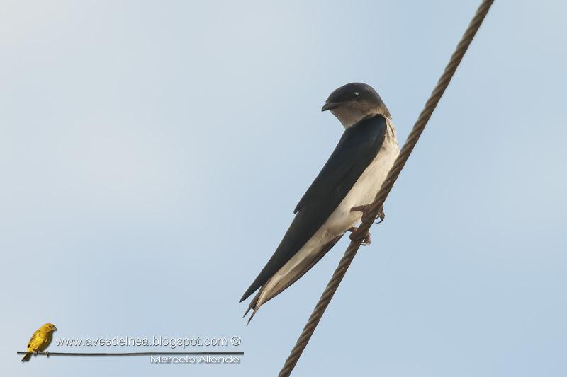 Golondrina doméstica (Gray-breasted Martin) Progne chalybea