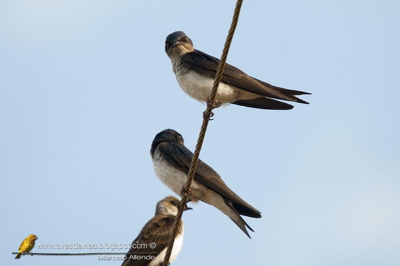 Golondrina doméstica (Gray-breasted Martin) Progne chalybea