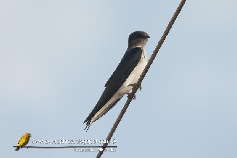 Golondrina doméstica (Gray-breasted Martin) Progne chalybea
