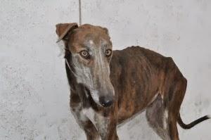 RELÁMPAGO, POR SU ESTADO NECESITA URGENTE ACOGIDA O ADOPCIÓN. (PERRERA DE BADAJOZ)