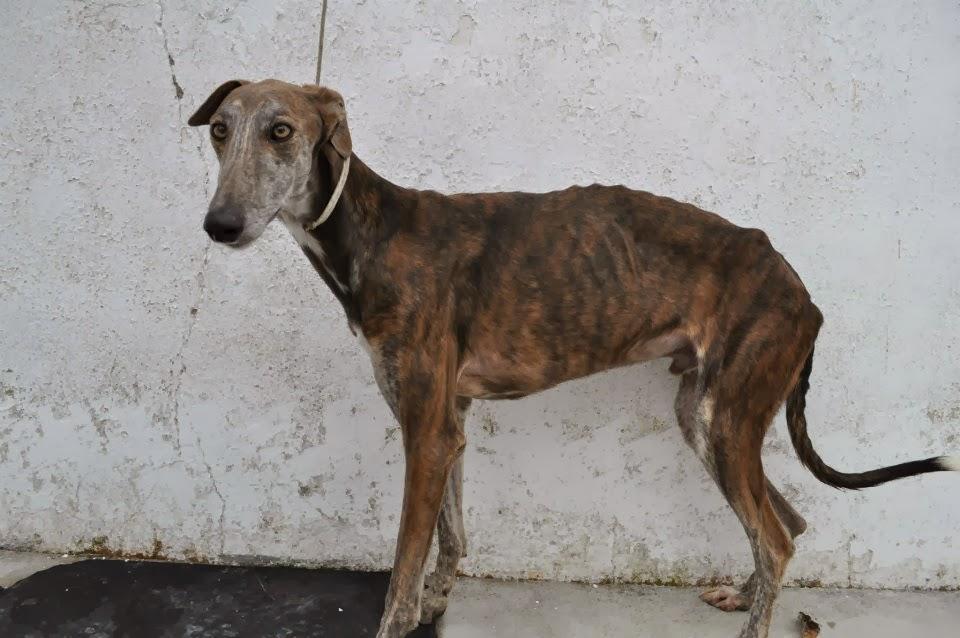 RELÁMPAGO, POR SU ESTADO NECESITA URGENTE ACOGIDA O ADOPCIÓN. (PERRERA DE BADAJOZ)