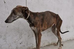 RELÁMPAGO, POR SU ESTADO NECESITA URGENTE ACOGIDA O ADOPCIÓN. (PERRERA DE BADAJOZ)