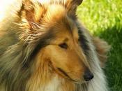 Collie raza perro adecuada para