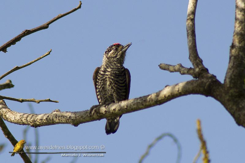 Carpinterito común (White-barred piculet) Picumnus cirratus