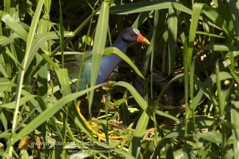 Pollona azul y sus pichones en el Arroyo Itá