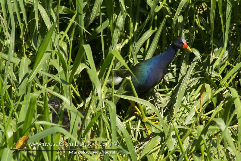 Pollona azul y sus pichones en el Arroyo Itá