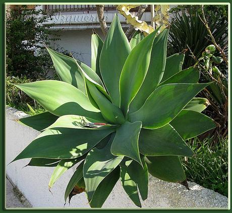 Agave attenuata
