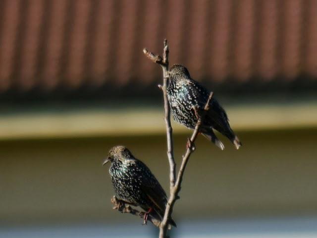 Vigilando desde la percha