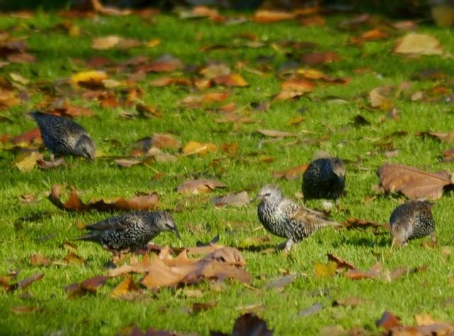 Vigilando desde la percha