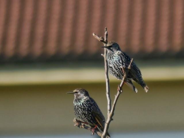 Vigilando desde la percha