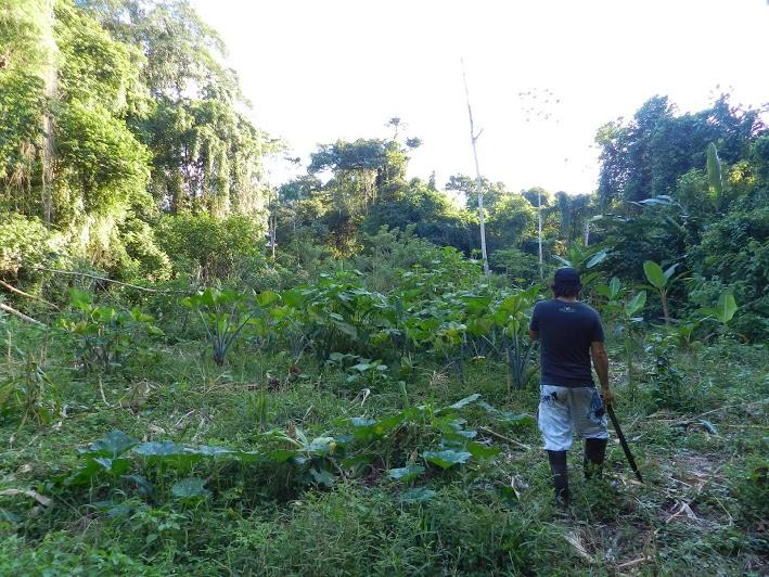Una ecoaldea en un lugar remoto del Caribe