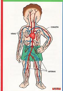 Trazando el cuerpo humano