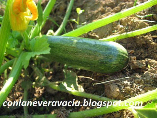 CALABAZA UN POCO MÁS DE INFORMACIÓN