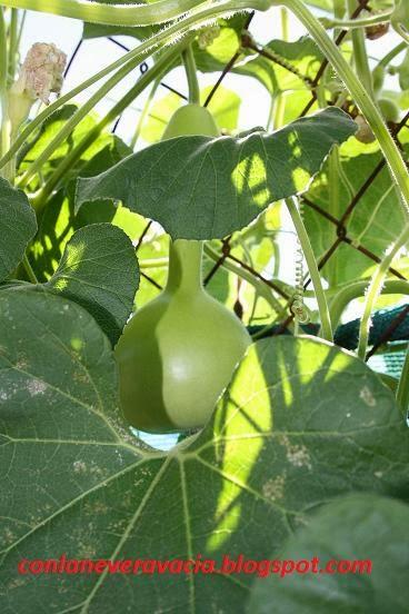 CALABAZA UN POCO MÁS DE INFORMACIÓN