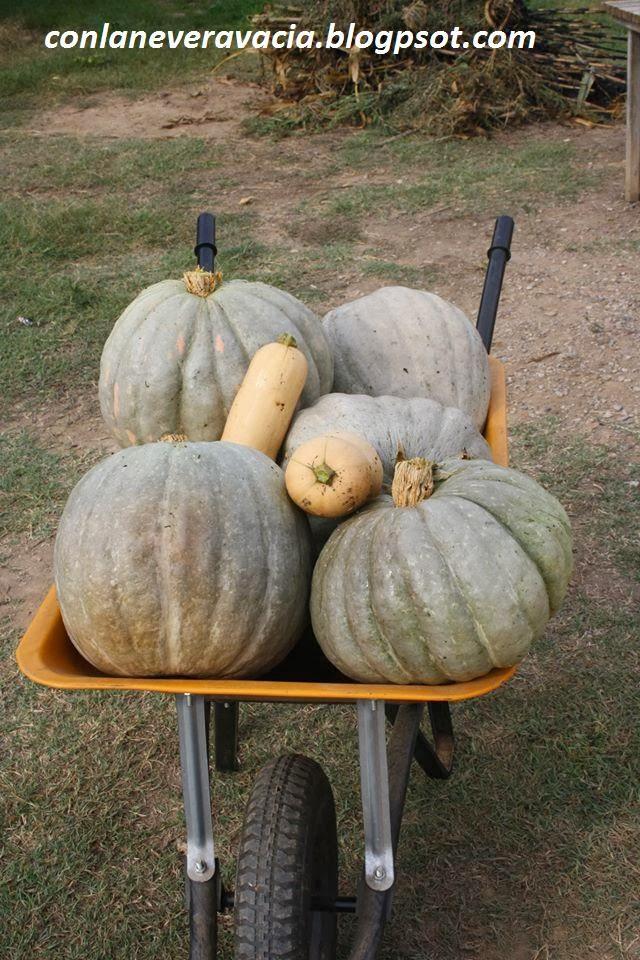 CALABAZA UN POCO MÁS DE INFORMACIÓN