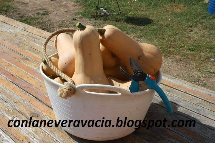 CALABAZA UN POCO MÁS DE INFORMACIÓN