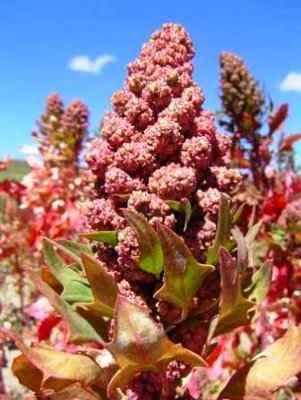 conlaneveravacia.blogspot.com QUINOA