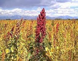 conlaneveravacia.blogspot.com QUINOA