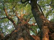 Roble