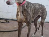 Audry, otro desecho cazador. (sevilla)