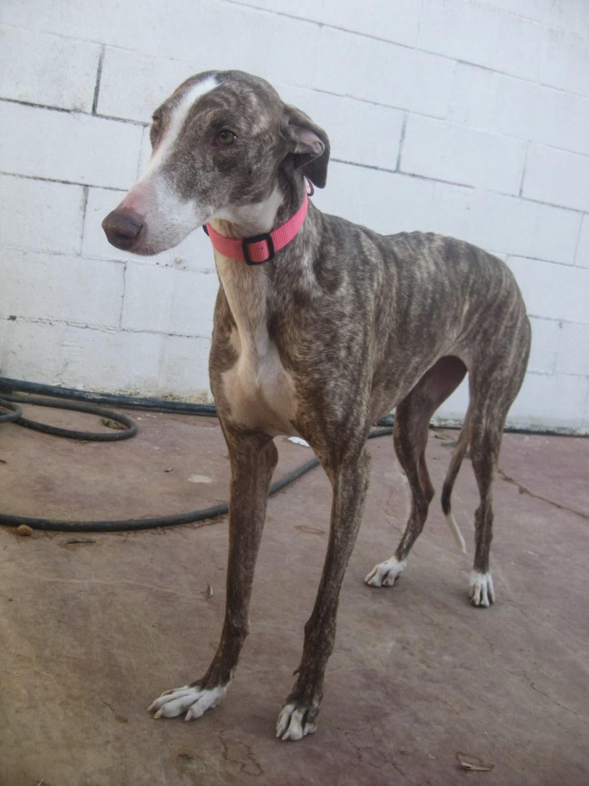 AUDRY, OTRO DESECHO MÁS DE UN CAZADOR. (SEVILLA)