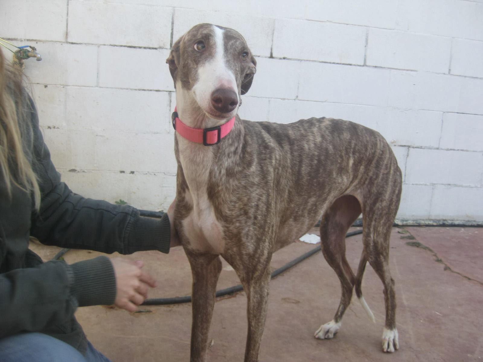 AUDRY, OTRO DESECHO MÁS DE UN CAZADOR. (SEVILLA)