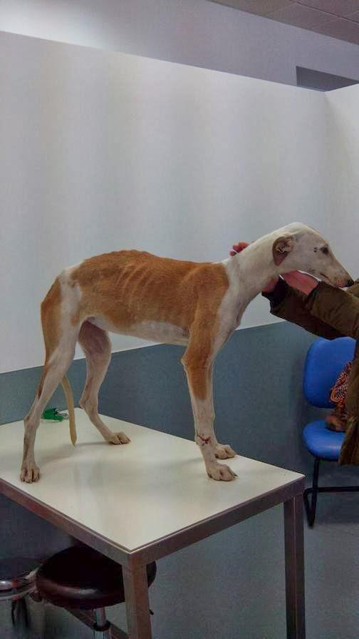 ANNA, RESCATADA DE PENURIAS,DE LAS CALLES DE CARMONA!! (SEVILLA)