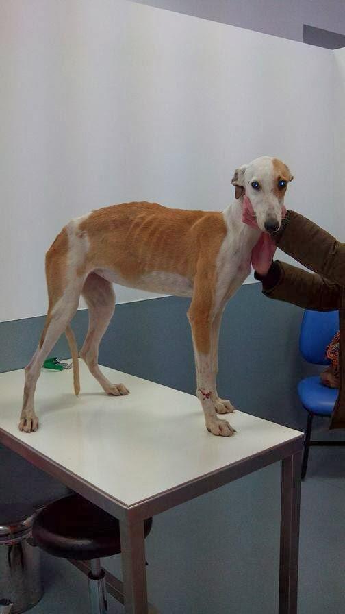 ANNA, RESCATADA DE PENURIAS,DE LAS CALLES DE CARMONA!! (SEVILLA)