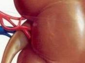 Desarrollan Pequeño Riñon Celulas Madres