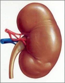 Desarrollan Pequeño Riñon con Celulas Madres