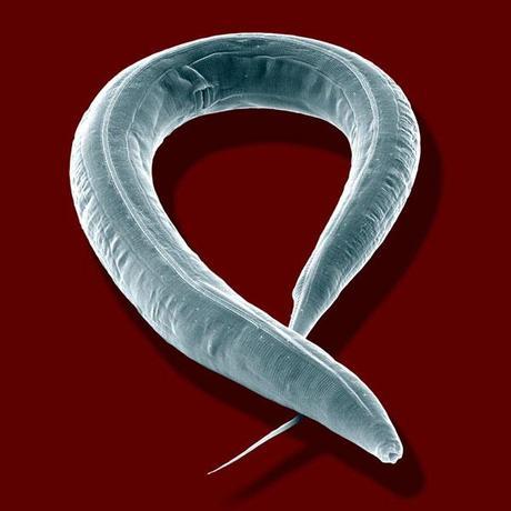 Un gusano Caenorhabditis elegans visto al microscopio. ⓒ Juergen Berger / Max Planck Institute for Developmental Biology, Tübingen, Alemania. Agradecimientos a Prof. Dr. Ralf Sommer