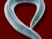 JOVEN INMORTAL. Caenorhabditis elegans, gusano eterna juventud