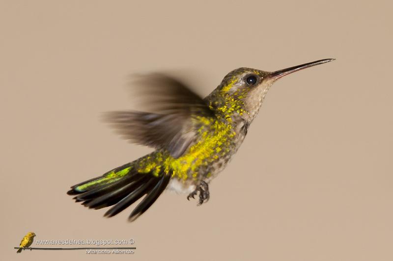 Picaflor común (Glittering-bellied Emerald) Chlorostilbon aureoventris