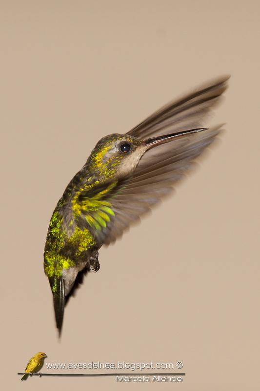 Picaflor común (Glittering-bellied Emerald) Chlorostilbon aureoventris