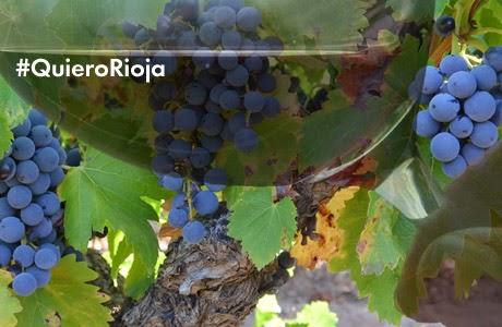 Gana Rioja, Vinbutikk y Qué bo!