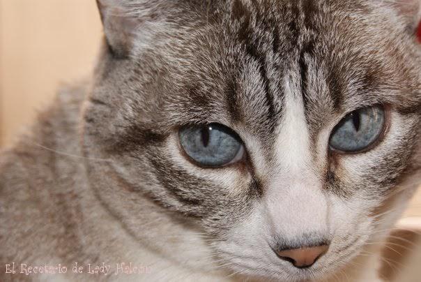 Cupcakes de avellanas con frosting de arándanos