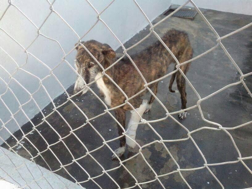 MUY URGENTE! ACOGIDA PARA ESTE GALGUITO HERIDO. (MADRID)