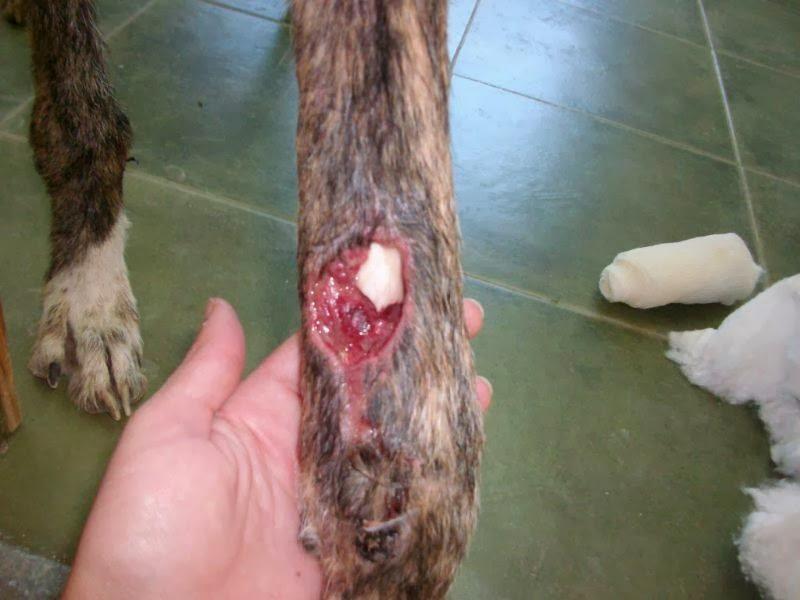 MUY URGENTE! ACOGIDA PARA ESTE GALGUITO HERIDO. (MADRID)