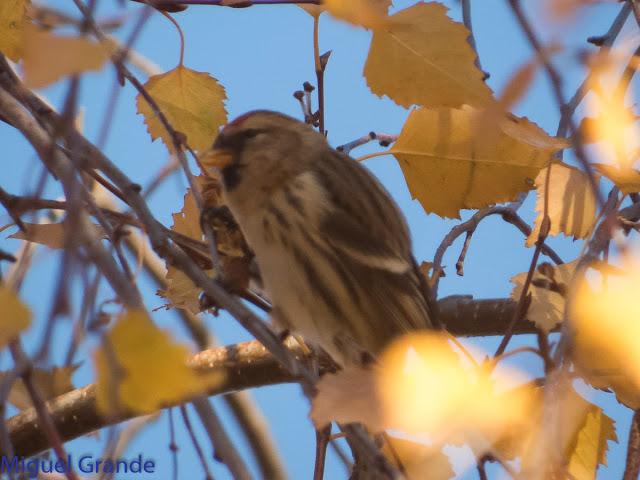 EL PARDILLO SIZERIN EN EL PARQUE DE MENDILLORI EN NAVARRA
