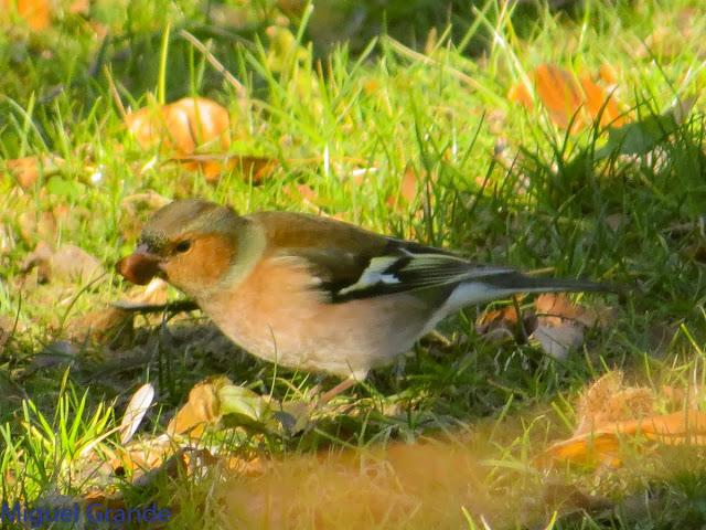 EL PARDILLO SIZERIN EN EL PARQUE DE MENDILLORI EN NAVARRA