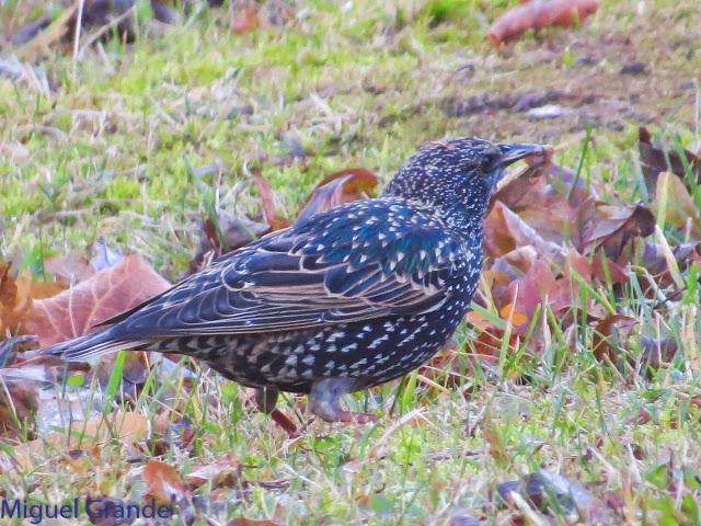 EL PARDILLO SIZERIN EN EL PARQUE DE MENDILLORI EN NAVARRA
