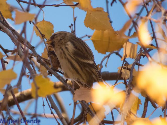 EL PARDILLO SIZERIN EN EL PARQUE DE MENDILLORI EN NAVARRA