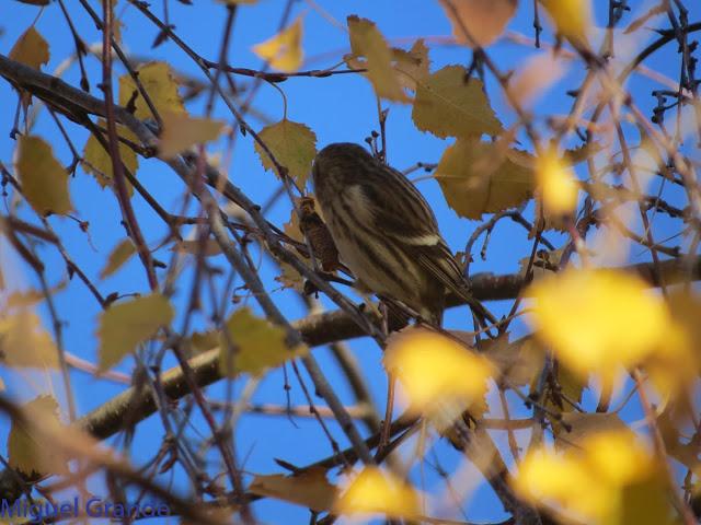 EL PARDILLO SIZERIN EN EL PARQUE DE MENDILLORI EN NAVARRA
