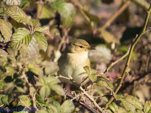 EL PARDILLO SIZERIN EN EL PARQUE DE MENDILLORI EN NAVARRA