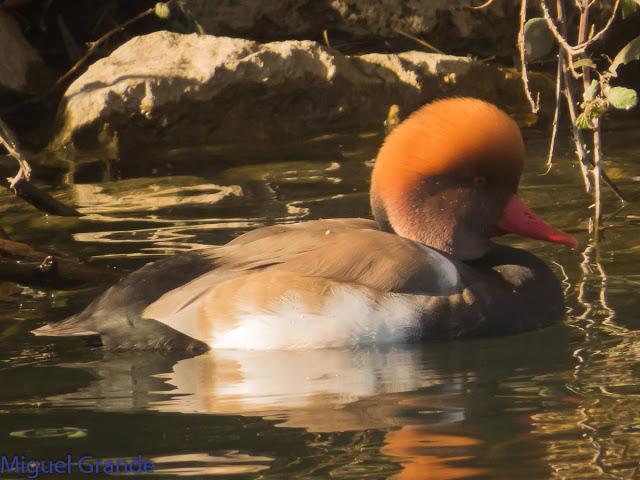 EL PARDILLO SIZERIN EN EL PARQUE DE MENDILLORI EN NAVARRA