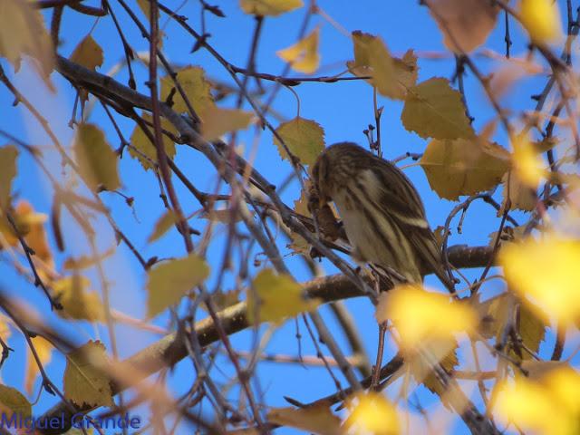 EL PARDILLO SIZERIN EN EL PARQUE DE MENDILLORI EN NAVARRA